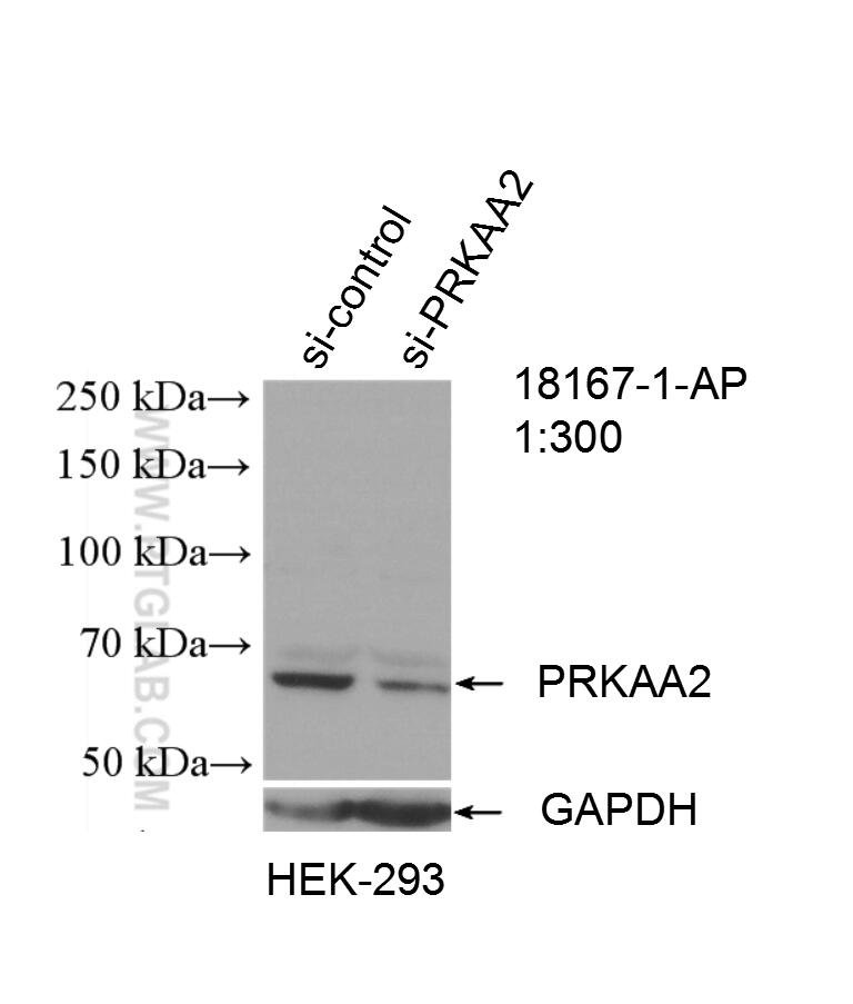 WB analysis of HEK-293 using 18167-1-AP