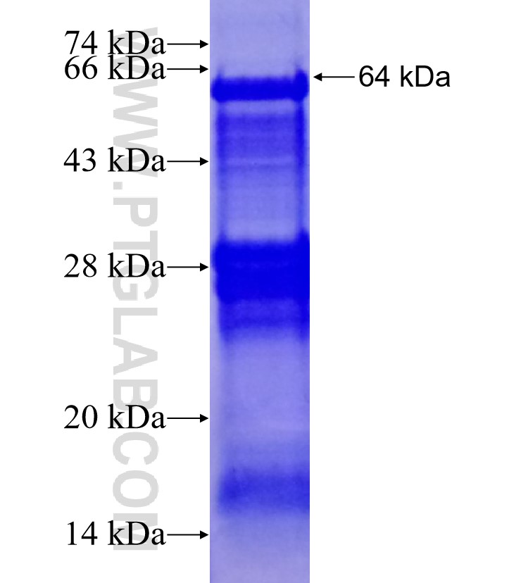 PRKAA2 fusion protein Ag12796 SDS-PAGE