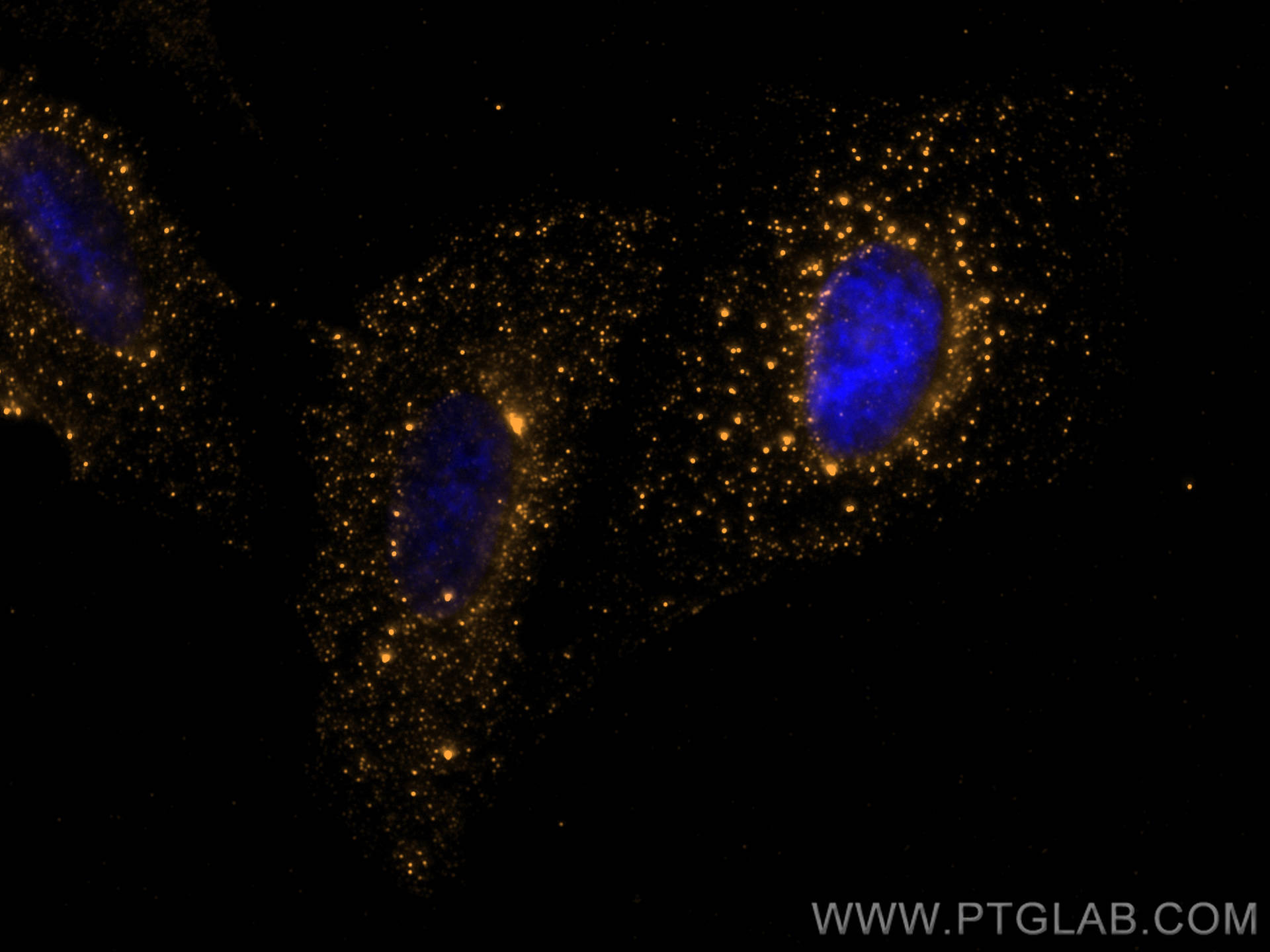 IF Staining of U2OS using 27398-1-AP