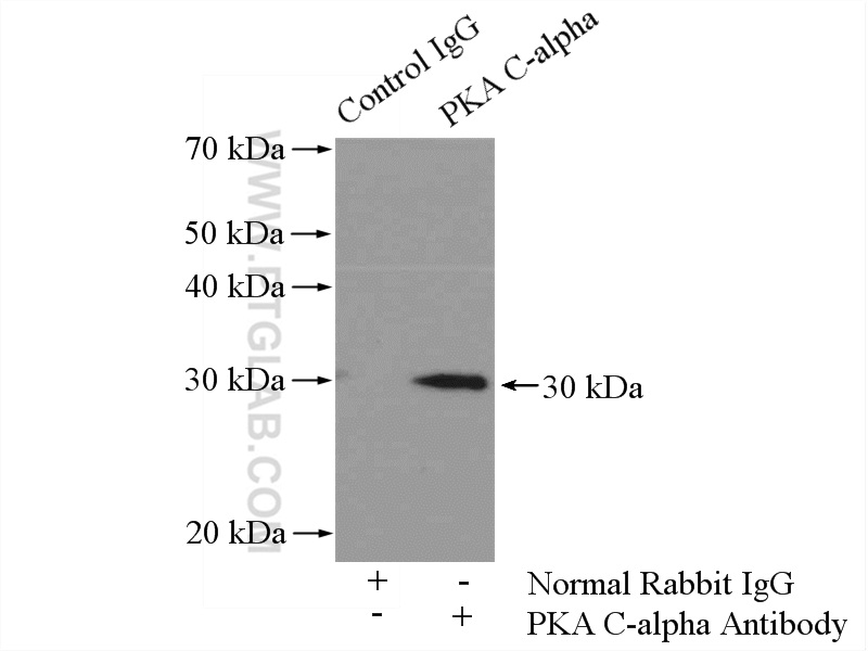 IP experiment of mouse brain using 55388-1-AP