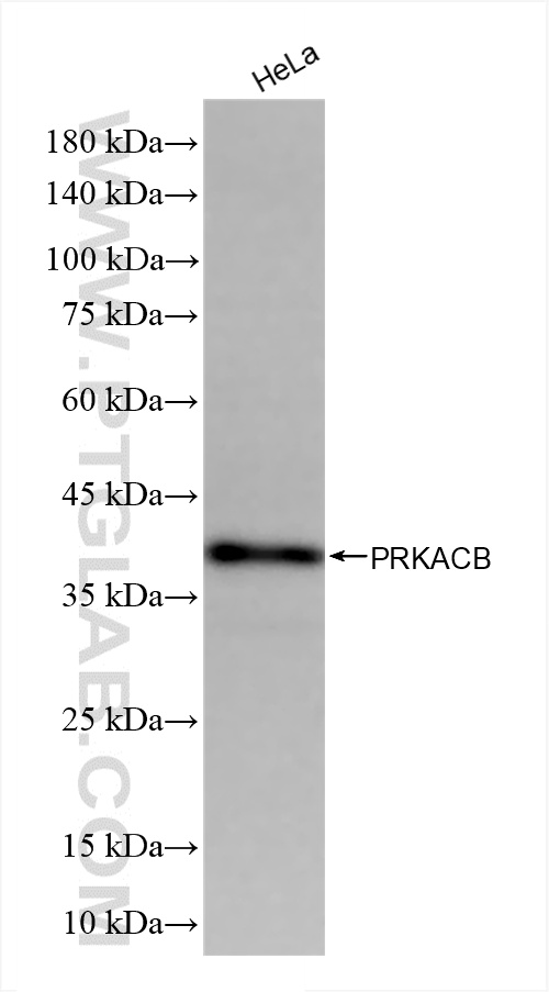 WB analysis using 85716-2-RR