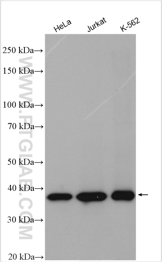 WB analysis using 10290-1-AP