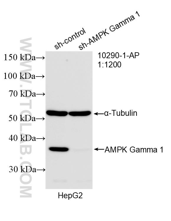 WB analysis of HepG2 using 10290-1-AP WB analysis of HepG2 using 10290-1-AP