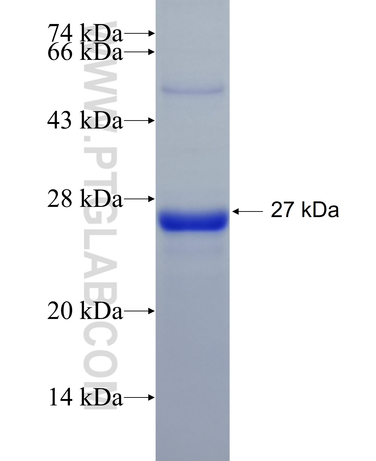 PRKAG1 fusion protein Ag22162 SDS-PAGE