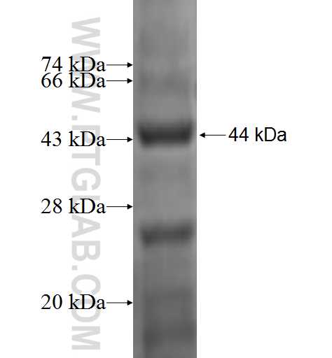 PRKAG1 fusion protein Ag0302 SDS-PAGE