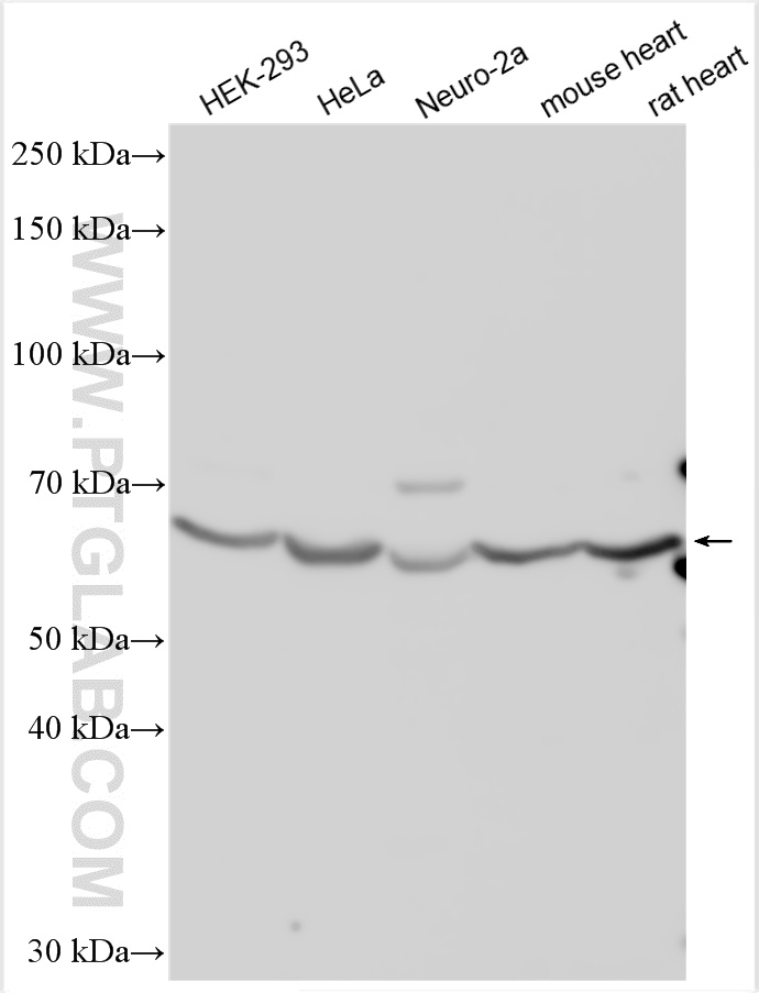 WB analysis using 12568-1-AP