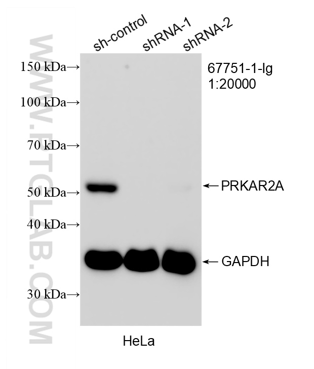 WB analysis of HeLa using 67751-1-Ig