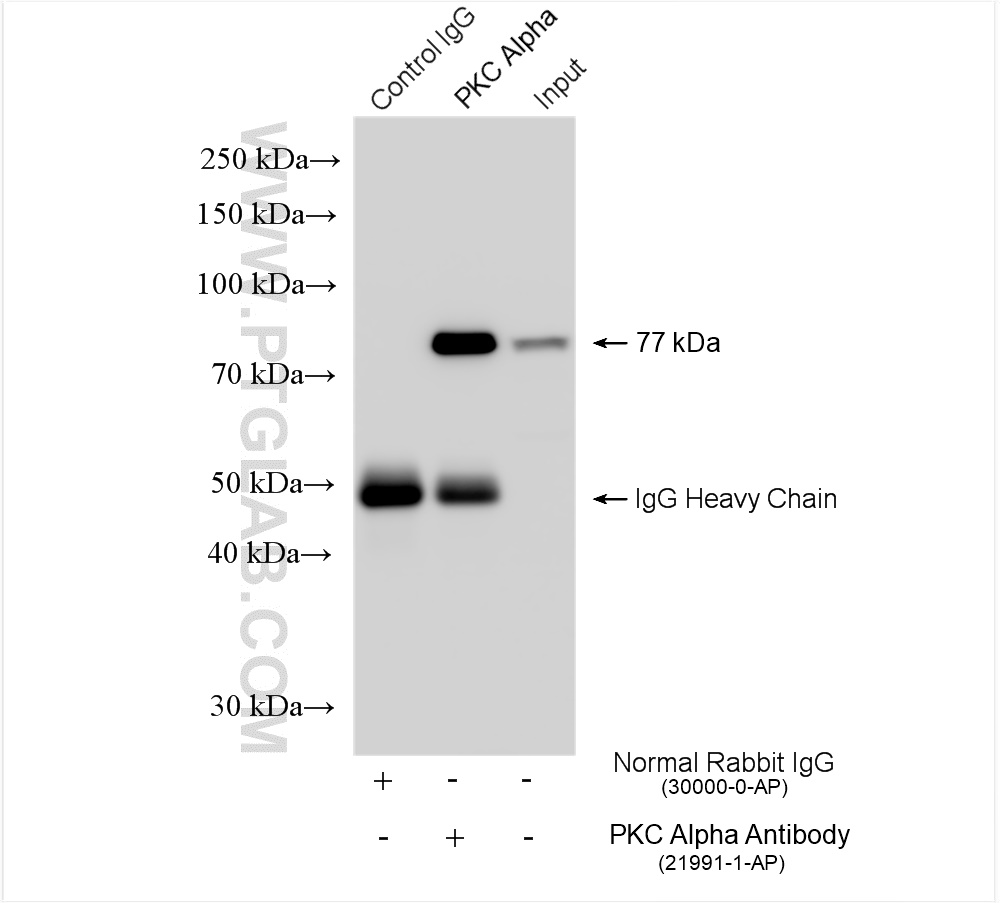 IP experiment of NIH/3T3 using 21991-1-AP