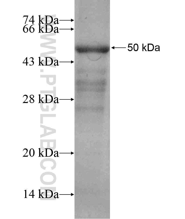 PRKCA fusion protein Ag17275 SDS-PAGE