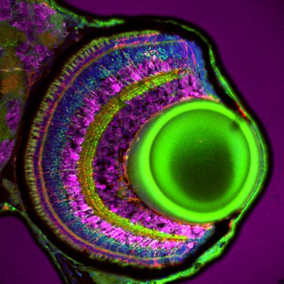 IF Staining of zebrafish retina using 12919-1-AP