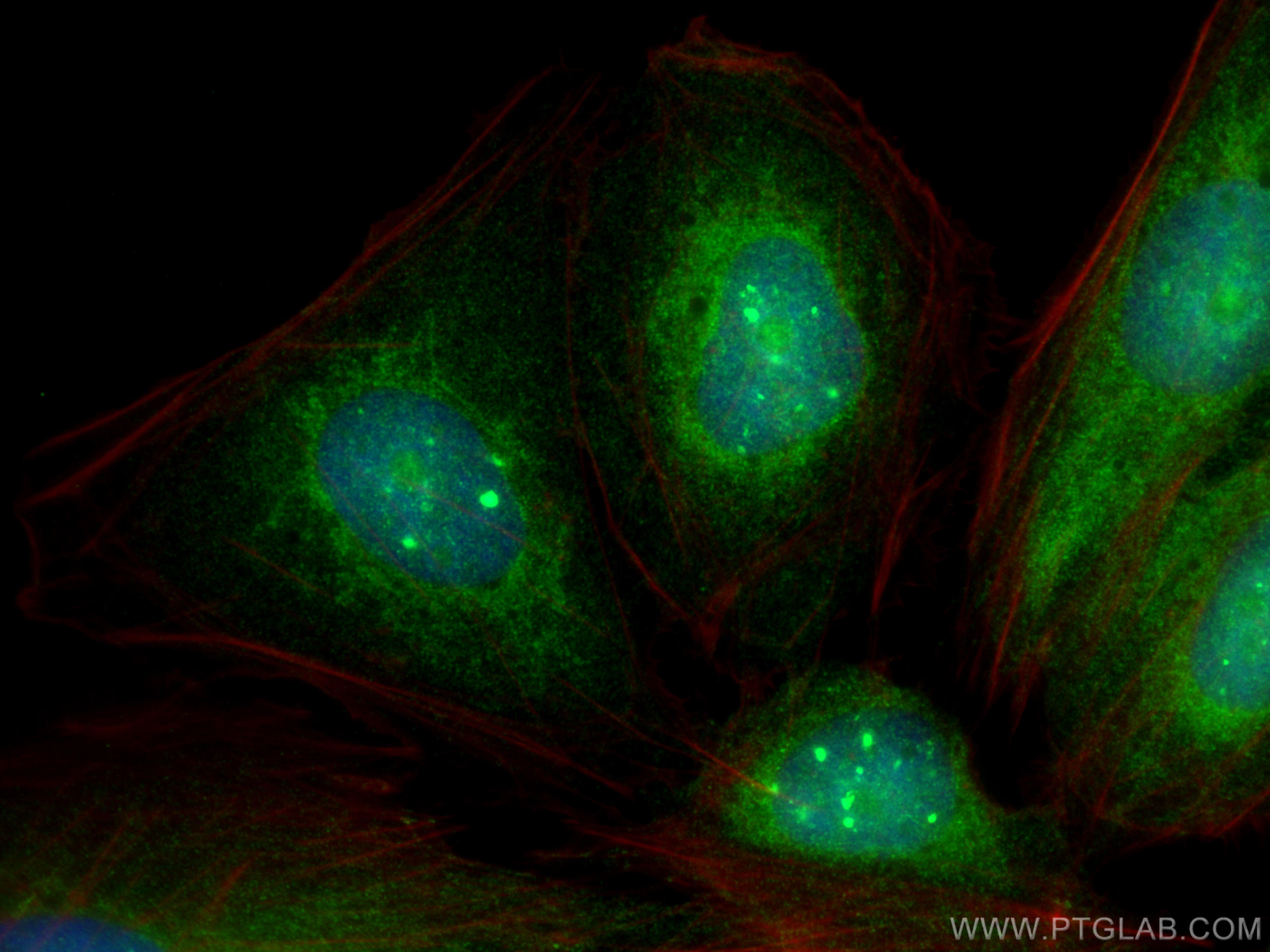 IF Staining of U2OS using 19132-1-AP