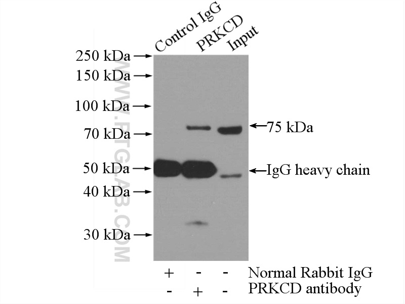 IP experiment of A431 using 19132-1-AP