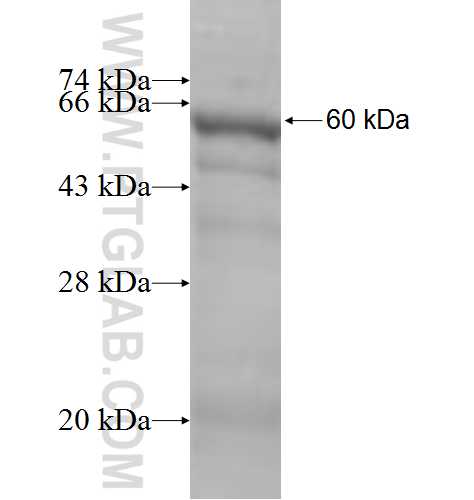 PRKCD fusion protein Ag5473 SDS-PAGE