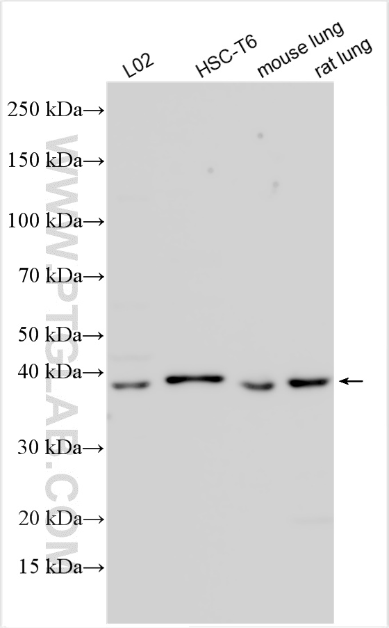 Various lysates were subjected to SDS PAGE followed by western blot with 16250-1-AP (PRKCDBP antibody) at dilution of 1:2000 incubated at room temperature for 1.5 hours. WB analysis using 16250-1-AP