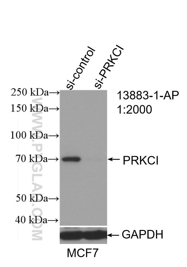 WB analysis of MCF-7 using 13883-1-AP