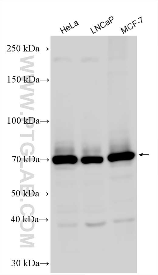 WB analysis using 13883-1-AP