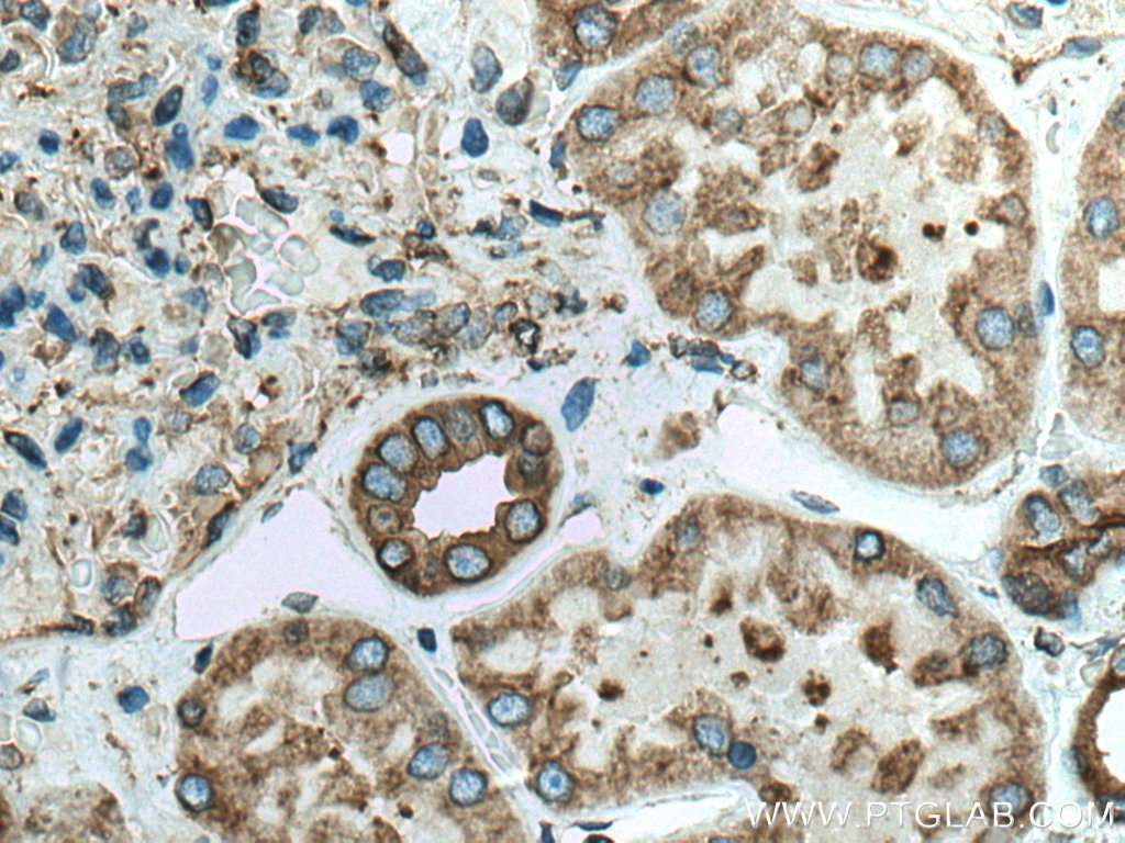 IHC staining of human kidney using 12148-1-AP