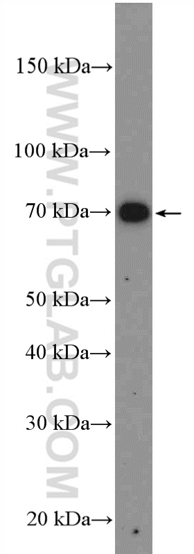 WB analysis of HEK-293 using 10860-1-AP