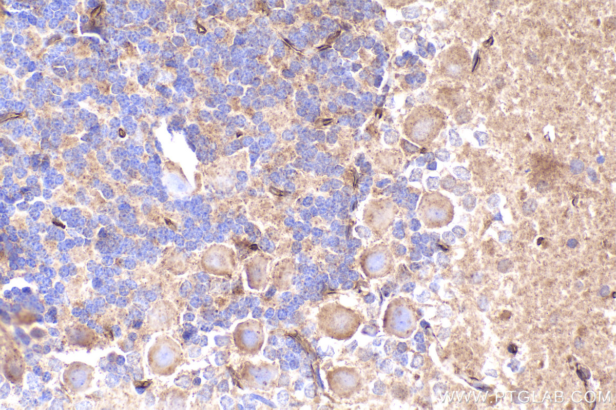 IHC staining of rat cerebellum using 20714-1-AP