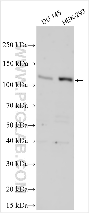 WB analysis using 20714-1-AP
