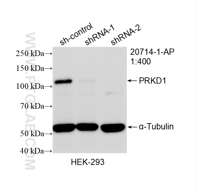 WB analysis of HEK-293 using 20714-1-AP