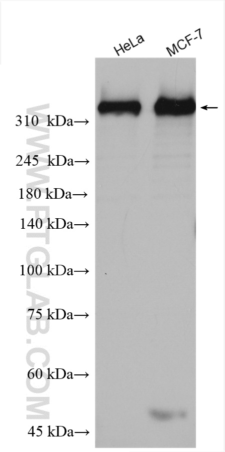 WB analysis using 28534-1-AP