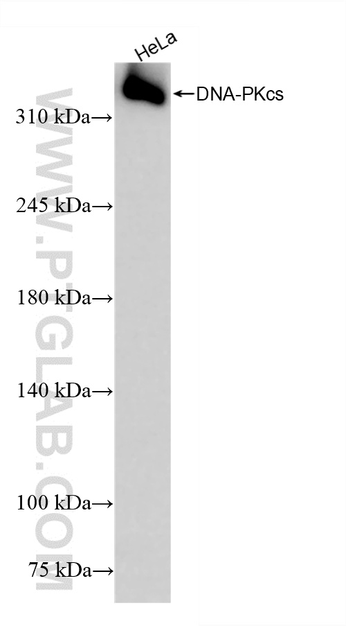 WB analysis of HeLa using 85370-2-RR