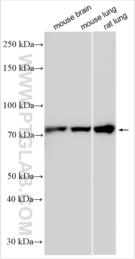 WB analysis using 21646-1-AP