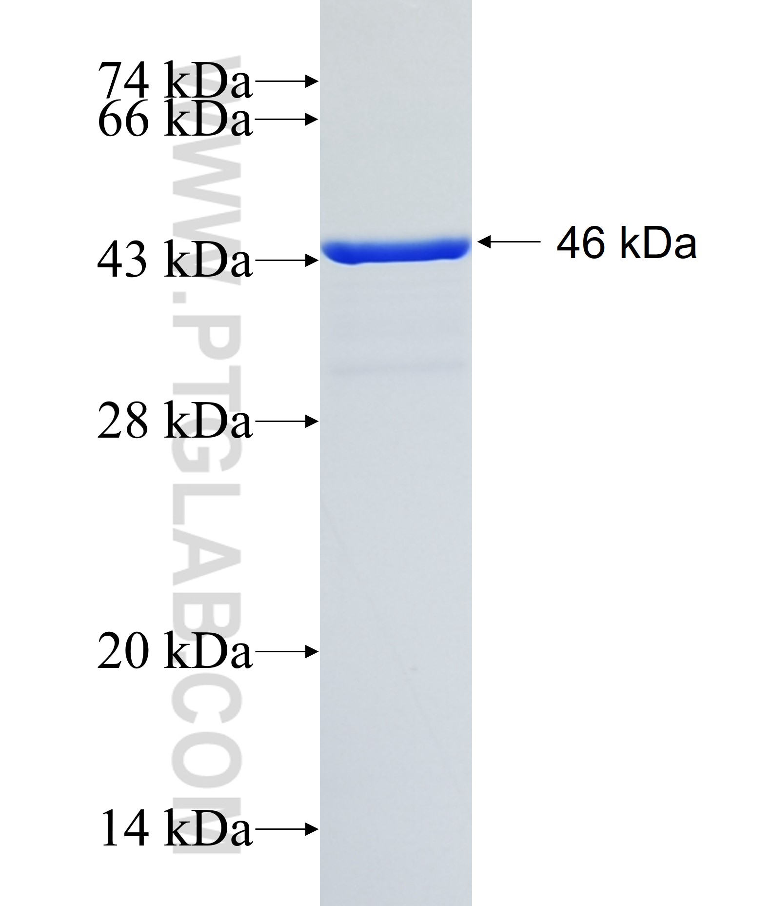 PRKG1 fusion protein Ag16333 SDS-PAGE