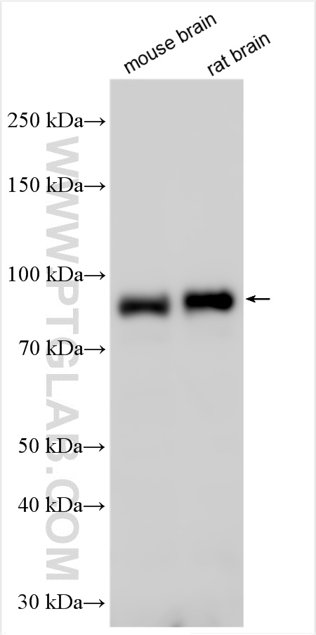 WB analysis using 55138-1-AP