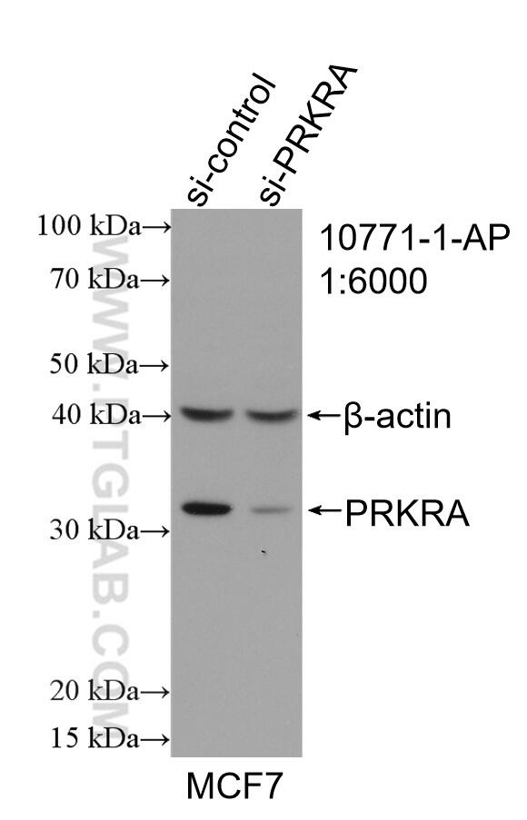 WB analysis of MCF-7 using 10771-1-AP