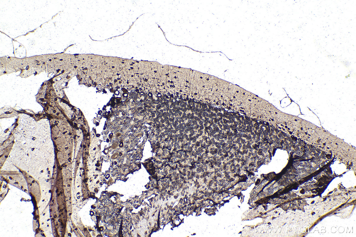IHC staining of rat cerebellum using 68518-1-Ig (same clone as 68518-1-PBS)