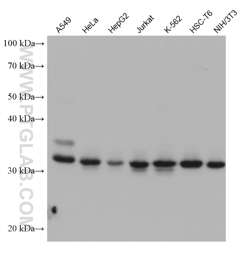 WB analysis using 68518-1-Ig