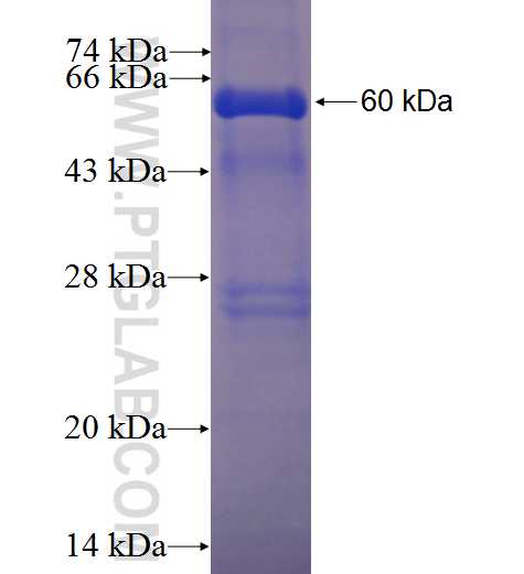 PRKRA fusion protein Ag1214 SDS-PAGE