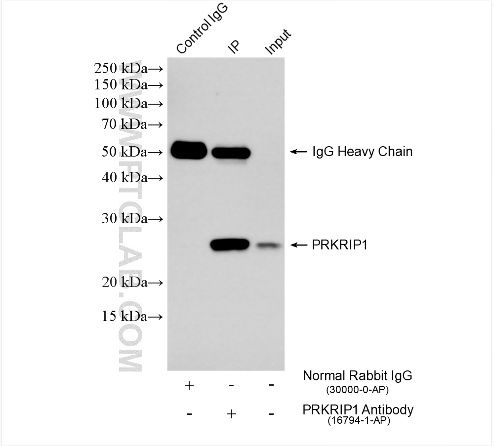 IP experiment of NIH/3T3 using 16794-1-AP