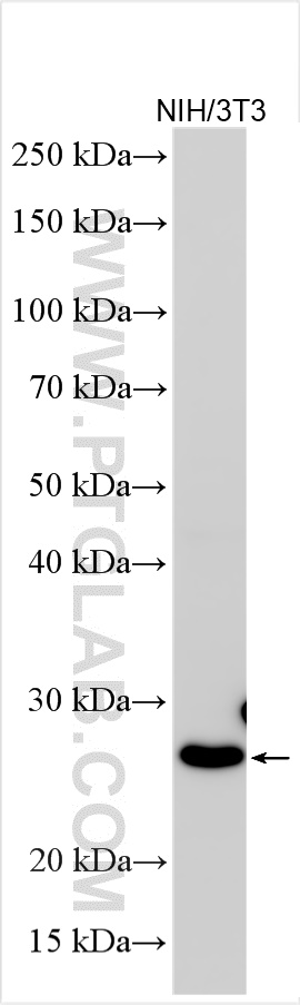 WB analysis using 16794-1-AP