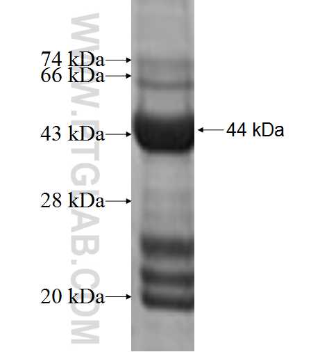 PRKRIR fusion protein Ag9368 SDS-PAGE