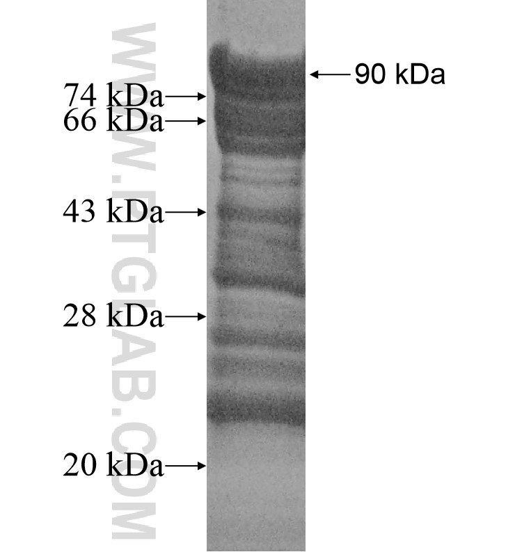 PRLR fusion protein Ag14191 SDS-PAGE PRLR fusion protein Ag14191 SDS-PAGE