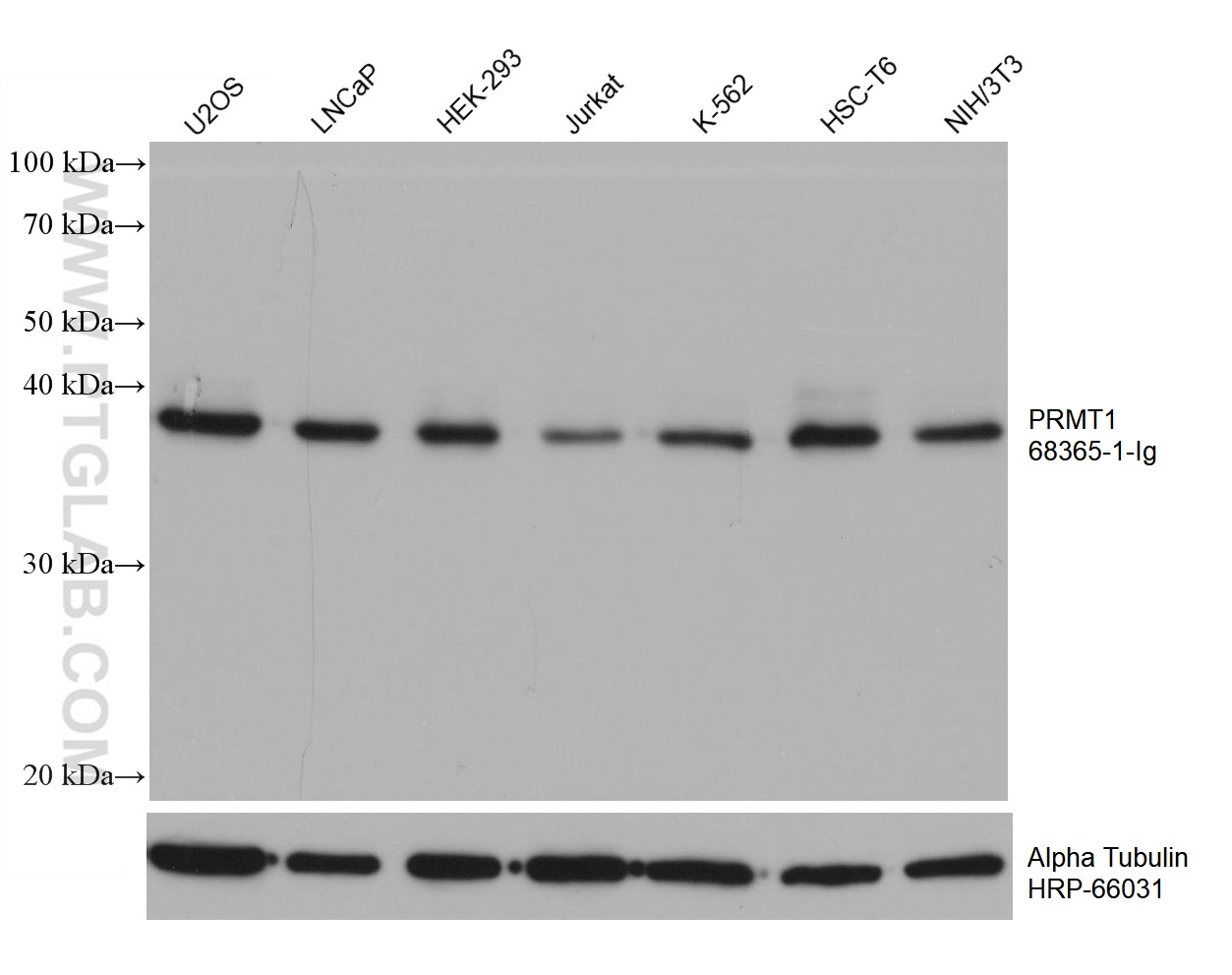 WB analysis using 68365-1-Ig