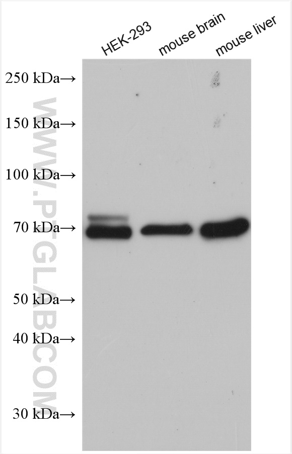 WB analysis using 17628-1-AP