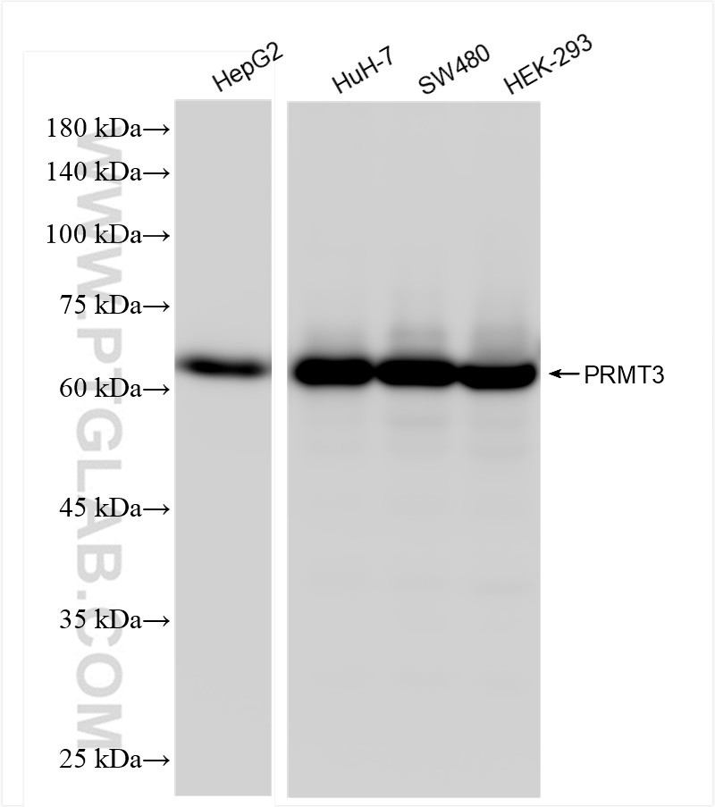 WB analysis using 83969-6-RR