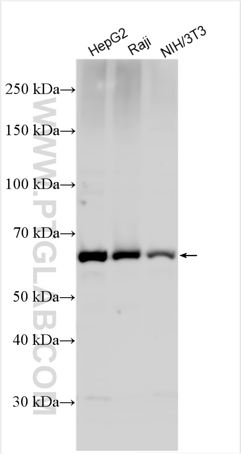 WB analysis using 18436-1-AP