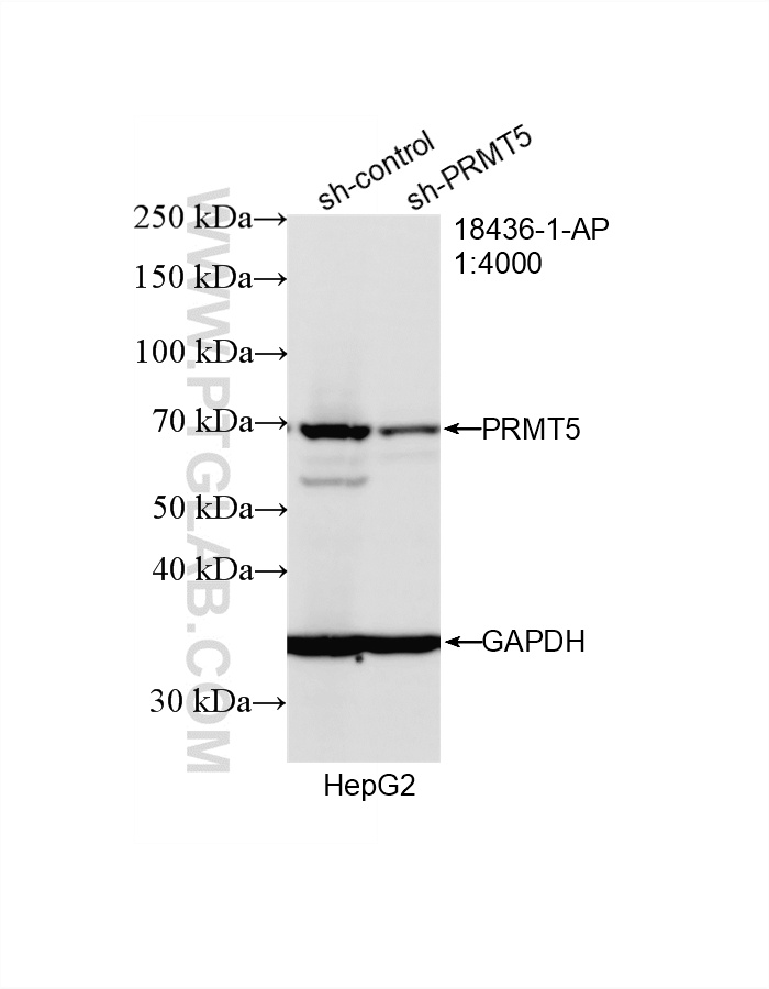 WB result of PRMT5 antibody (18436-1-AP; 1:4000; incubated at room temperature for 1.5 hours) with sh-Control and sh-PRMT5 transfected HepG2 cells. WB analysis of HepG2 using 18436-1-AP