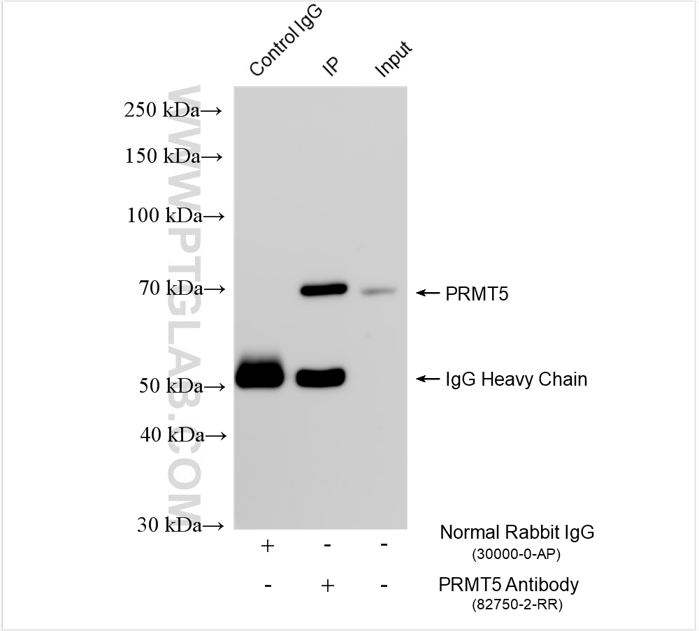 IP experiment of mouse brain using 82750-2-RR