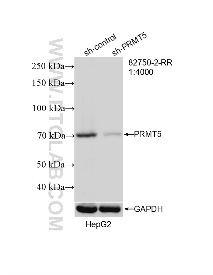 WB result of PRMT5 antibody (82750-2-RR; 1:4000; incubated at room temperature for 1.5 hours) with sh-Control and sh-PRMT5 transfected HepG2 cells. WB analysis of HepG2 using 82750-2-RR