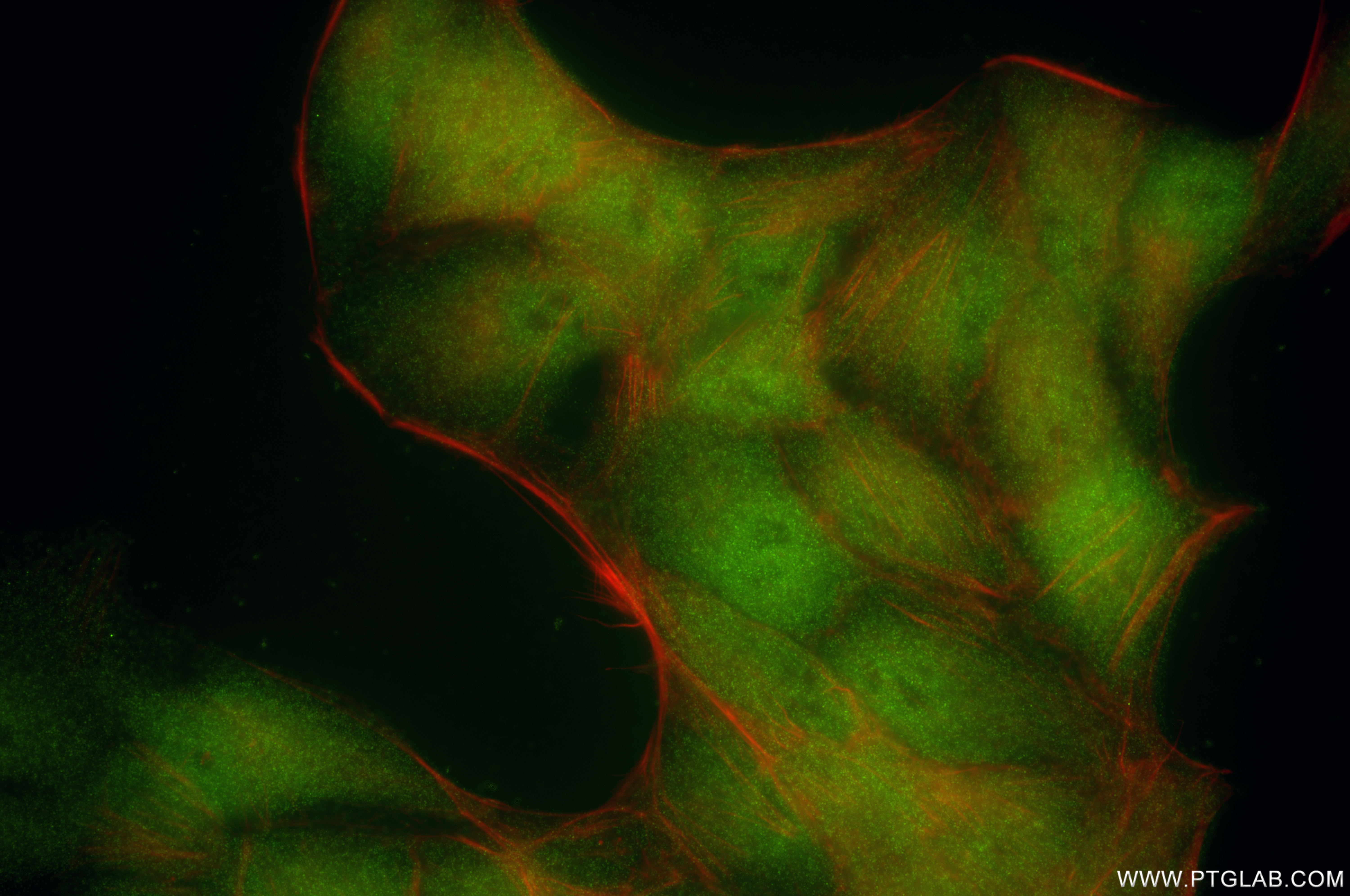 Immunofluorescent analysis of (4% PFA) fixed HepG2 cells using PRMT5 antibody (82750-3-RR, Clone: 250553F4 ) at dilution of 1:200 and CoraLite®488-Conjugated Goat Anti-Rabbit IgG(H+L) (<a class='green' href='/productredirect?CatalogNo=SA00013-2' target='_blank'>SA00013-2</a>), CL594-Phalloidin (red). IF Staining of HepG2 using 82750-3-RR
