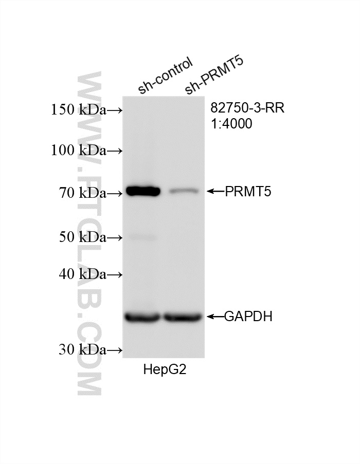 WB result of PRMT5 antibody (82750-3-RR; 1:4000; incubated at room temperature for 1.5 hours) with sh-Control and sh-PRMT5 transfected HepG2 cells. WB analysis of HepG2 using 82750-3-RR