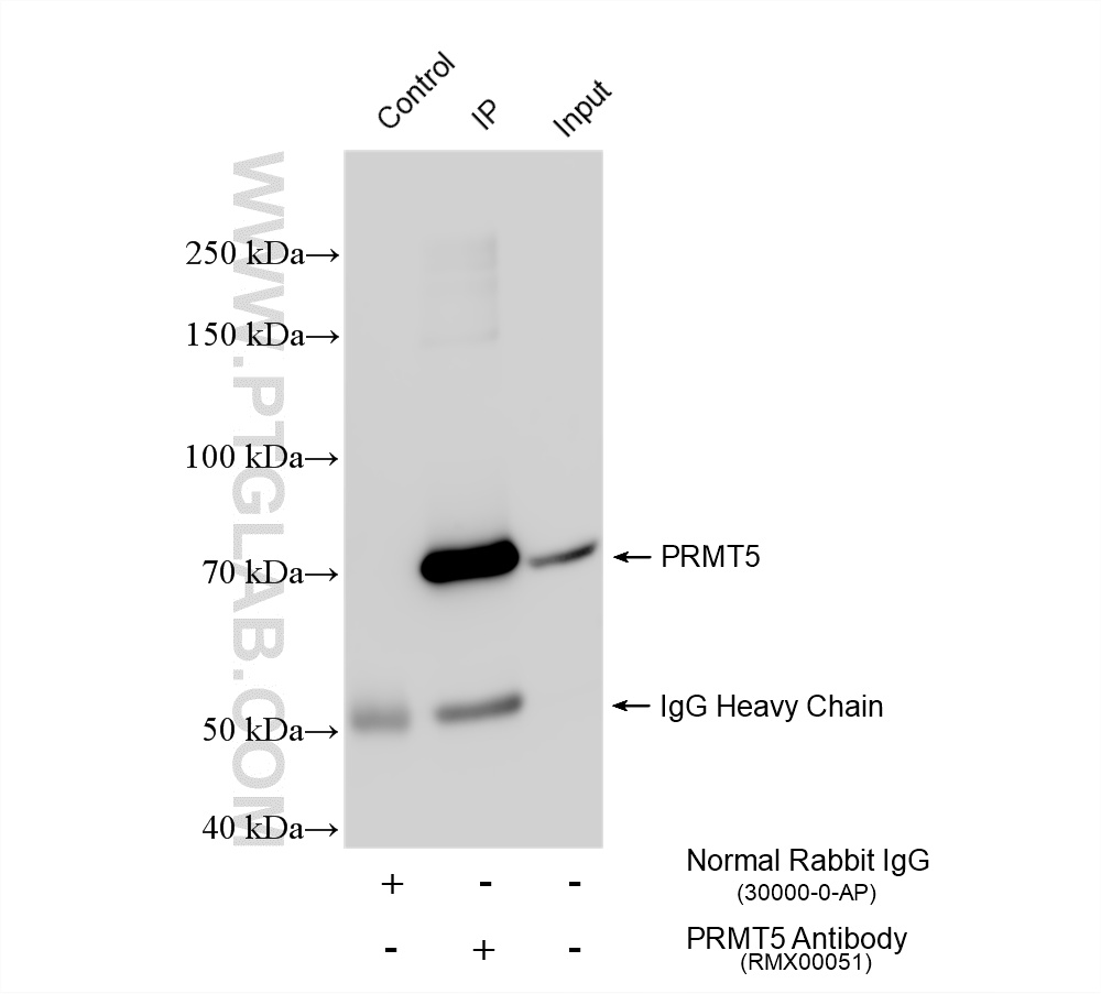 IP experiment of NIH/3T3 using RMX00051 IP experiment of NIH/3T3 using RMX00051