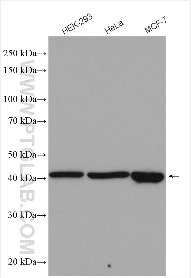 WB analysis using 15395-1-AP