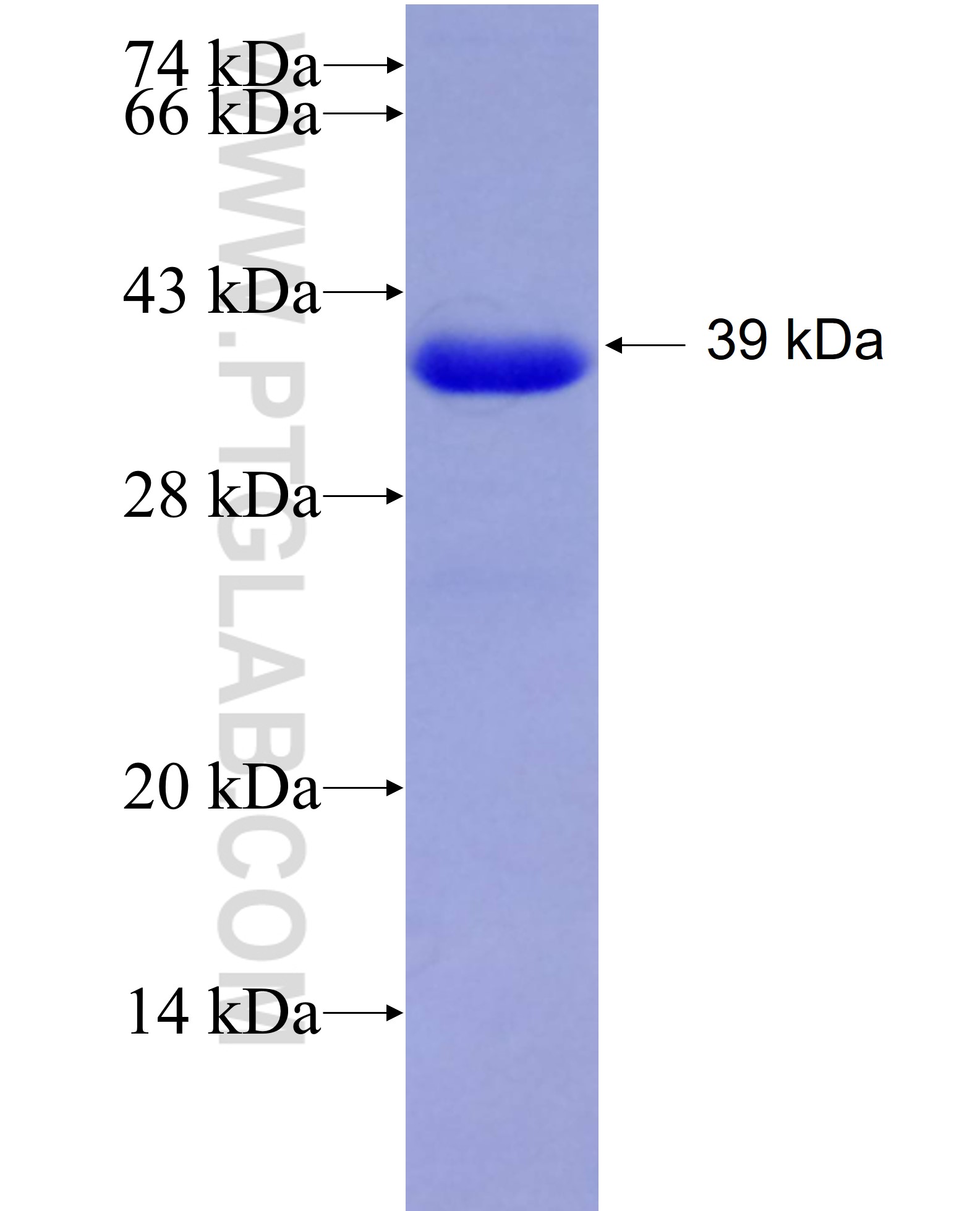 PRMT6 fusion protein Ag7934 SDS-PAGE